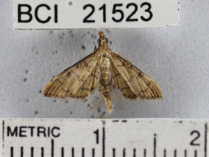  (Herpetogramma sp. 5YB - YB-BCI21523)  @12 [ ] No Rights Reserved  Unspecified Unspecified