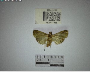  ( - YB-BCI177068)  @11 [ ] No Rights Reserved  Unspecified Unspecified