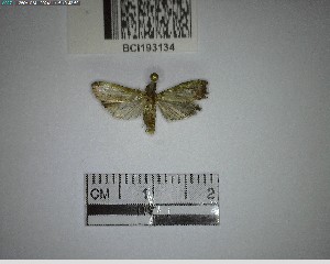  (Phycitinae_gen - YB-BCI193134)  @11 [ ] No Rights Reserved  Unspecified Unspecified