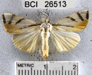  ( - YB-BCI26513)  @13 [ ] No Rights Reserved  Unspecified Unspecified