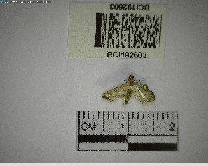  ( - YB-BCI192603)  @11 [ ] No Rights Reserved  Unspecified Unspecified