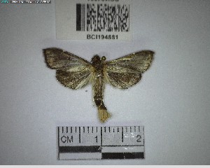  ( - YB-BCI194881)  @11 [ ] No Rights Reserved  Unspecified Unspecified