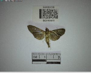  ( - YB-BCI183415)  @11 [ ] No Rights Reserved  Unspecified Unspecified