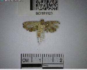  ( - YB-BCI181123)  @11 [ ] No Rights Reserved  Unspecified Unspecified