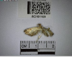  ( - YB-BCI181169)  @11 [ ] No Rights Reserved  Unspecified Unspecified