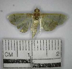  (Herpetogramma sp. 7YB - YB-BCI179658)  @11 [ ] No Rights Reserved  Unspecified Unspecified