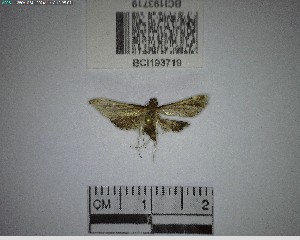  ( - YB-BCI193719)  @11 [ ] No Rights Reserved  Unspecified Unspecified