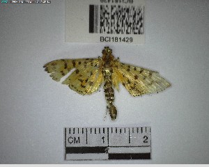  ( - YB-BCI181429)  @11 [ ] No Rights Reserved  Unspecified Unspecified