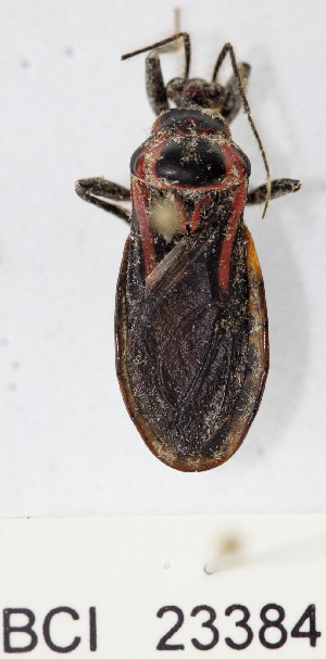  (Brontostoma nanus - YB-BCI23384)  @11 [ ] No Rights Reserved  Unspecified Unspecified