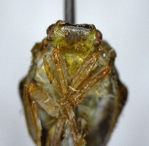  (Eurocerus sp. 1YB - YB-BCI134395)  @11 [ ] No Rights Reserved  Unspecified Unspecified