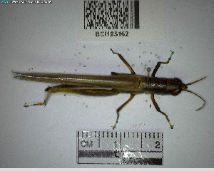  (Stenacris fissicauda - YB-BCI195162)  @11 [ ] No Rights Reserved  Unspecified Unspecified