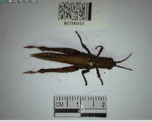  ( - YB-BCI195157)  @11 [ ] No Rights Reserved  Unspecified Unspecified