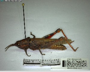  ( - YB-BCI195157)  @11 [ ] No Rights Reserved  Unspecified Unspecified