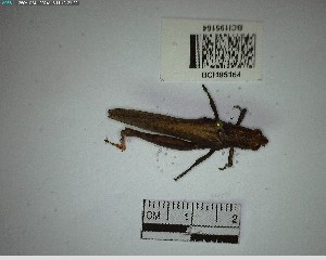  ( - YB-BCI195164)  @11 [ ] No Rights Reserved  Unspecified Unspecified