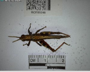  ( - YB-BCI195246)  @11 [ ] No Rights Reserved  Unspecified Unspecified