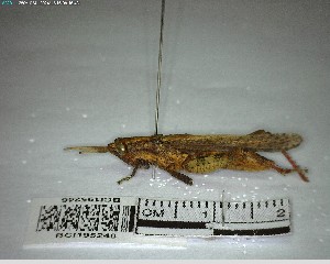  ( - YB-BCI195246)  @11 [ ] No Rights Reserved  Unspecified Unspecified