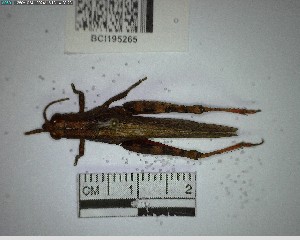  ( - YB-BCI195265)  @11 [ ] No Rights Reserved  Unspecified Unspecified