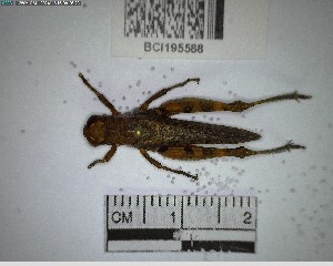  ( - YB-BCI195588)  @11 [ ] No Rights Reserved  Unspecified Unspecified