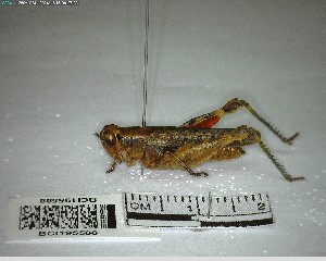  ( - YB-BCI195588)  @11 [ ] No Rights Reserved  Unspecified Unspecified