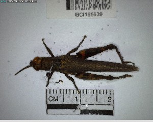  ( - YB-BCI195639)  @11 [ ] No Rights Reserved  Unspecified Unspecified