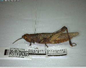  ( - YB-BCI195639)  @11 [ ] No Rights Reserved  Unspecified Unspecified