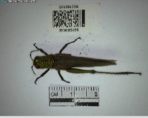  (Proctolabinae - YB-BCI195155)  @11 [ ] No Rights Reserved  Unspecified Unspecified