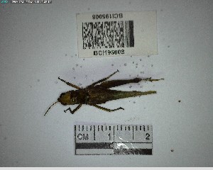  ( - YB-BCI195008)  @11 [ ] No Rights Reserved  Unspecified Unspecified