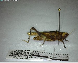  ( - YB-BCI195008)  @11 [ ] No Rights Reserved  Unspecified Unspecified