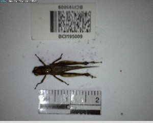  ( - YB-BCI195009)  @11 [ ] No Rights Reserved  Unspecified Unspecified