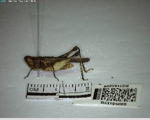  ( - YB-BCI195009)  @11 [ ] No Rights Reserved  Unspecified Unspecified