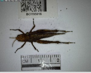  ( - YB-BCI195016)  @11 [ ] No Rights Reserved  Unspecified Unspecified