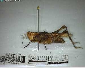  ( - YB-BCI195016)  @11 [ ] No Rights Reserved  Unspecified Unspecified