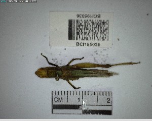  ( - YB-BCI195036)  @11 [ ] No Rights Reserved  Unspecified Unspecified