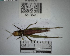  ( - YB-BCI195631)  @11 [ ] No Rights Reserved  Unspecified Unspecified