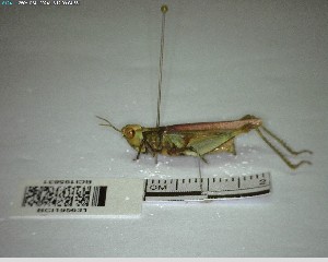  ( - YB-BCI195631)  @11 [ ] No Rights Reserved  Unspecified Unspecified