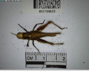  ( - YB-BCI195632)  @11 [ ] No Rights Reserved  Unspecified Unspecified