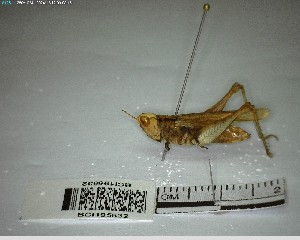  ( - YB-BCI195632)  @11 [ ] No Rights Reserved  Unspecified Unspecified