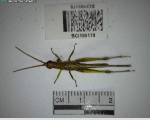  (Stenopola - YB-BCI195179)  @11 [ ] No Rights Reserved  Unspecified Unspecified