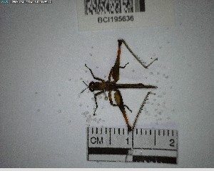  (Homeomastax - YB-BCI195636)  @11 [ ] No Rights Reserved  Unspecified Unspecified