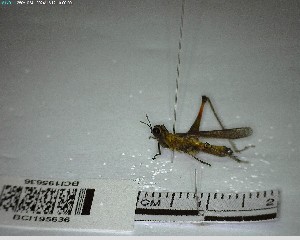  ( - YB-BCI195636)  @11 [ ] No Rights Reserved  Unspecified Unspecified