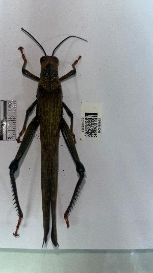  ( - YB-BCI195022)  @11 [ ] No Rights Reserved  Unspecified Unspecified