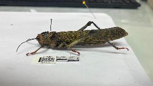  ( - YB-BCI195022)  @11 [ ] No Rights Reserved  Unspecified Unspecified