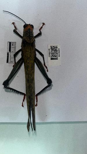  ( - YB-BCI195023)  @11 [ ] No Rights Reserved  Unspecified Unspecified