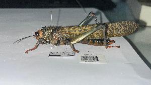  ( - YB-BCI195023)  @11 [ ] No Rights Reserved  Unspecified Unspecified