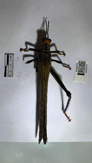  ( - YB-BCI195153)  @11 [ ] No Rights Reserved  Unspecified Unspecified