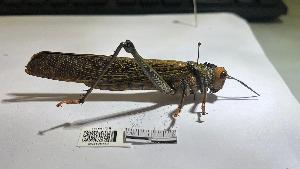  ( - YB-BCI195153)  @11 [ ] No Rights Reserved  Unspecified Unspecified