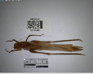  ( - YB-BCI195564)  @11 [ ] No Rights Reserved  Unspecified Unspecified