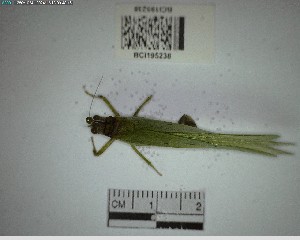  ( - YB-BCI195238)  @11 [ ] No Rights Reserved  Unspecified Unspecified