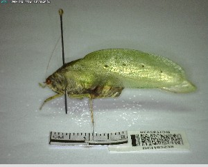  ( - YB-BCI195238)  @11 [ ] No Rights Reserved  Unspecified Unspecified