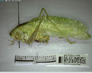  ( - YB-BCI195239)  @11 [ ] No Rights Reserved  Unspecified Unspecified